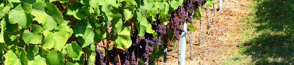 Weinreben